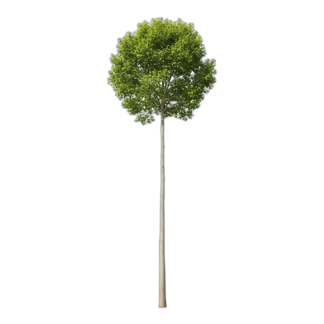 tree png for ai design