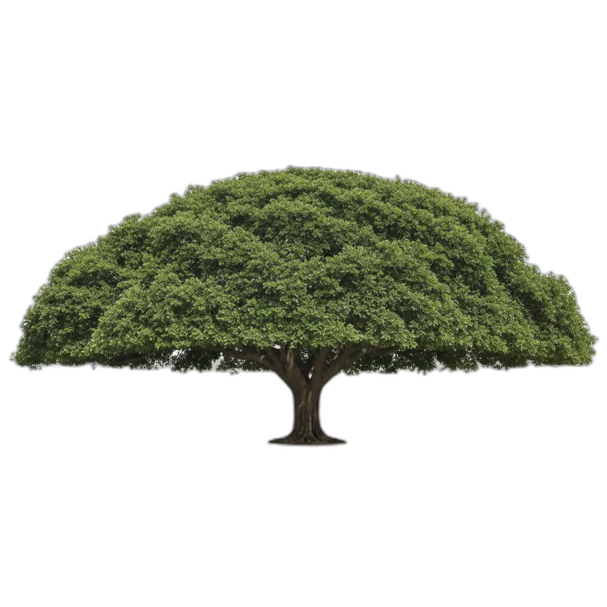 tree png for background design