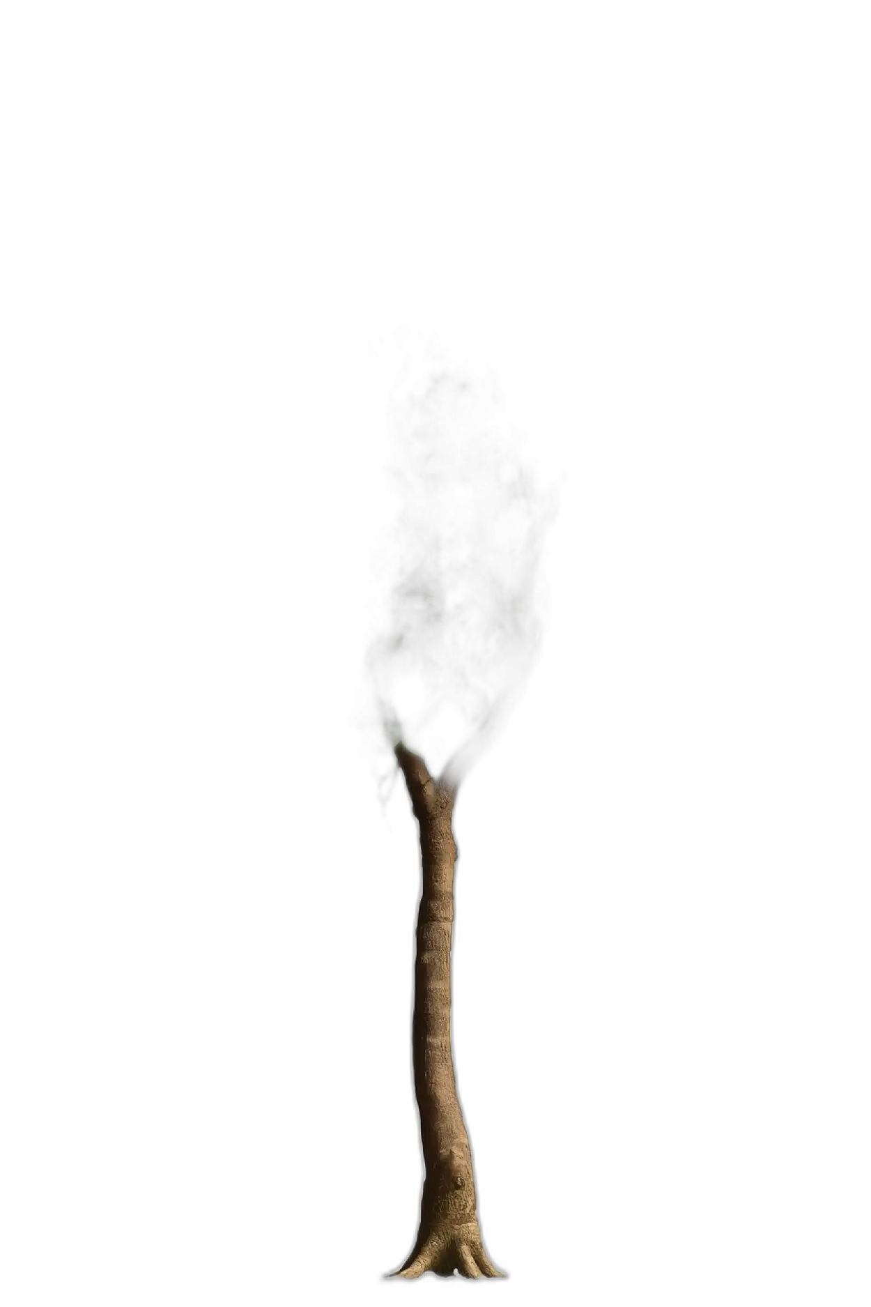 tree png for environment poster