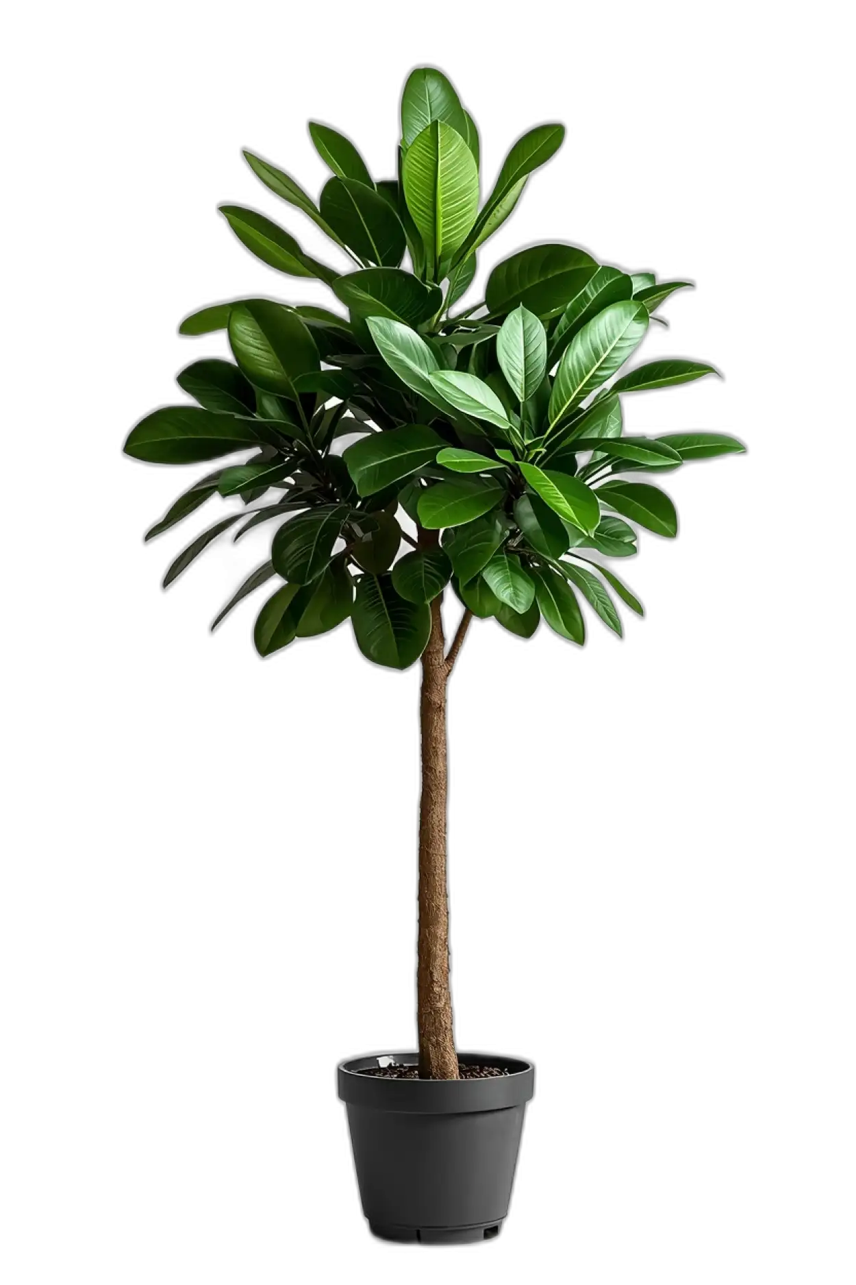 tree png for flex printing