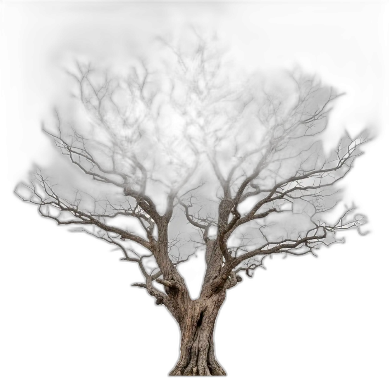 tree png for poster design