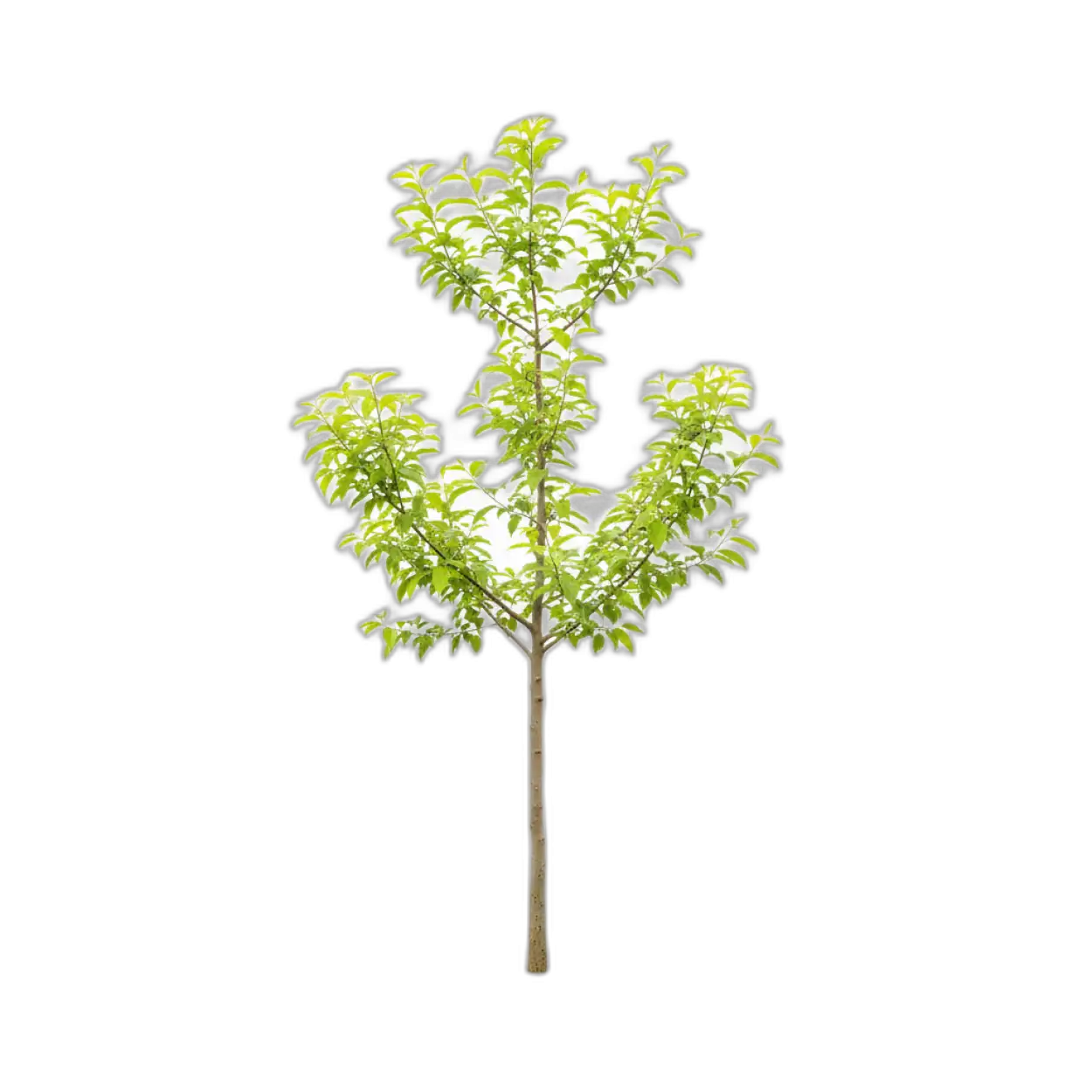 tree png for website design