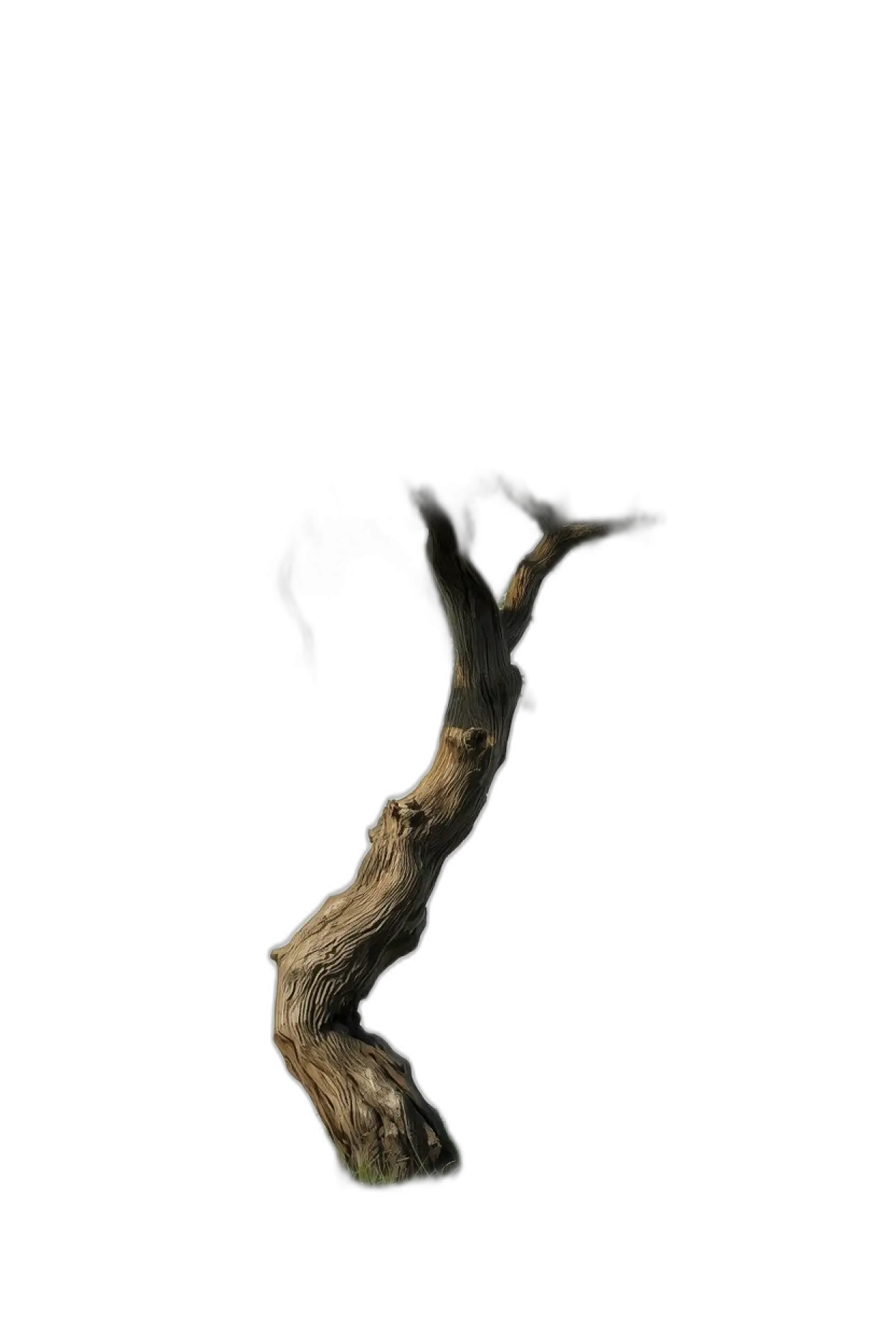 tree png high resolution