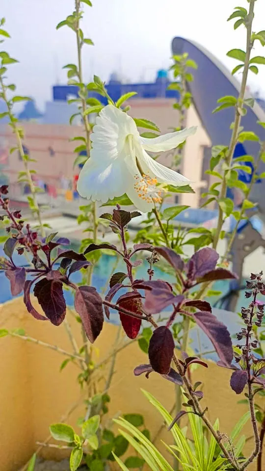 Tulsi Tree With White Beautifull Flower - Royalty Free Tulsi Tree Image | Pngmagic Free Download Tulsi Tree With White Beautifull Flower - High Quality Tulsi Tree Background